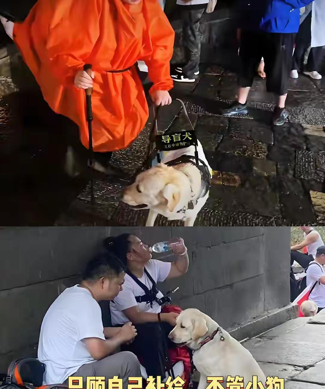 导盲犬被收回去了，王营营想起来找残联维权了？可你维的是啥权呢？盲人拥有导盲犬的权