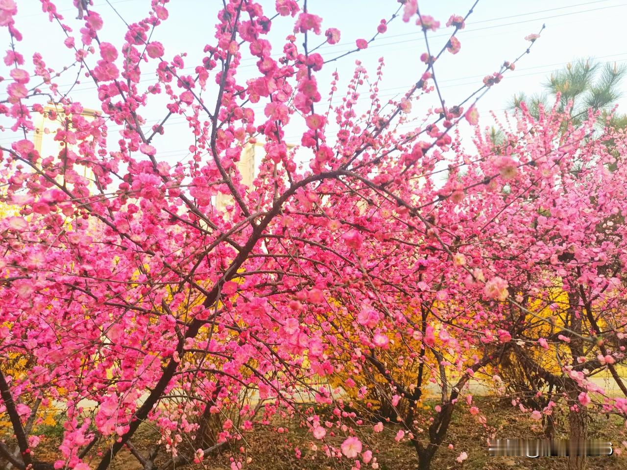 中国是乒乓球大国，高手如云，乒乓球市场和赞助商全在中国。像方博这样热爱乒乓球的原