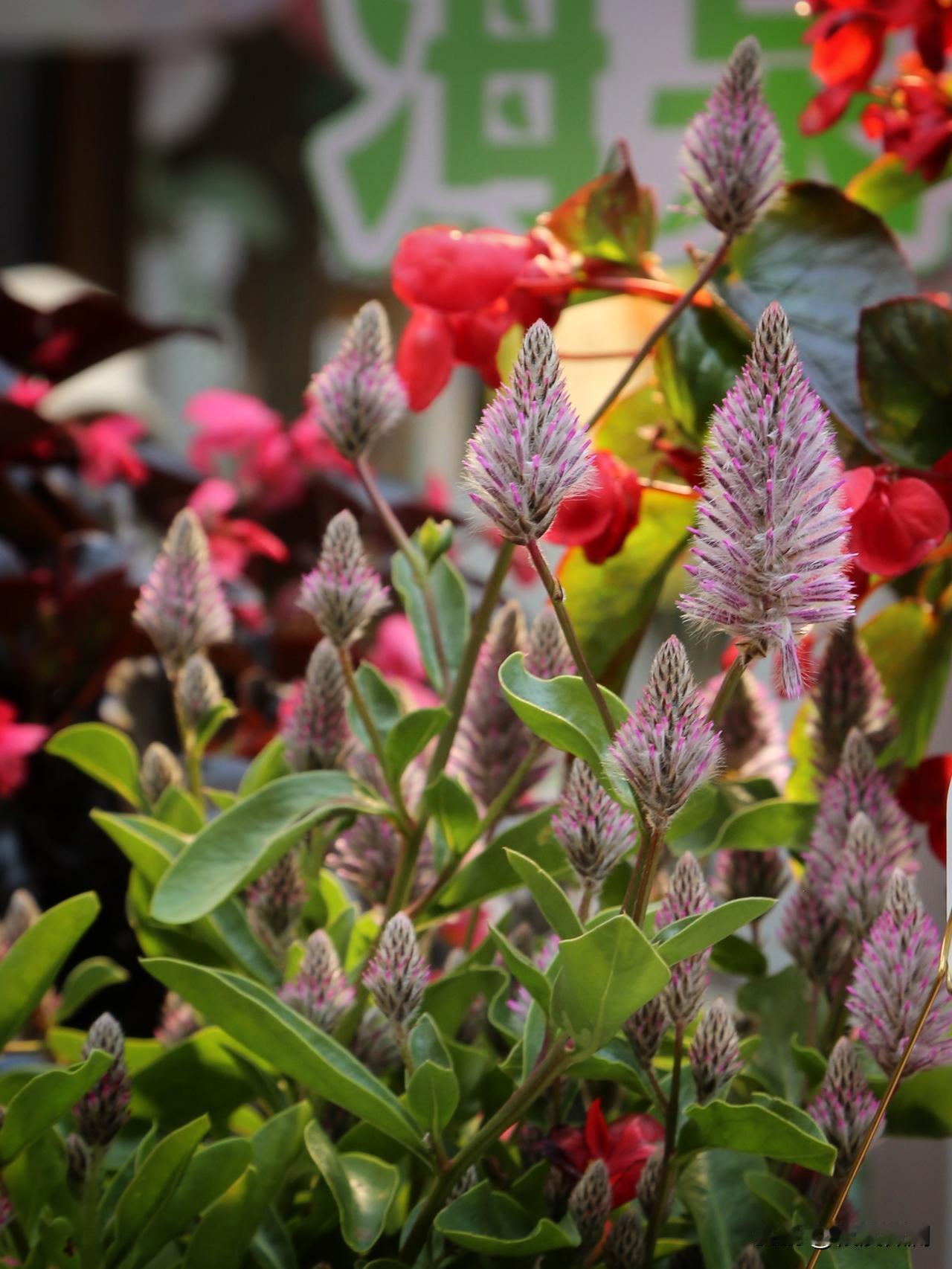 澳洲狐尾是一种非常可爱的，可以养在南面向阳阳台的盆栽植物。它的叶片具有肥厚的肉质