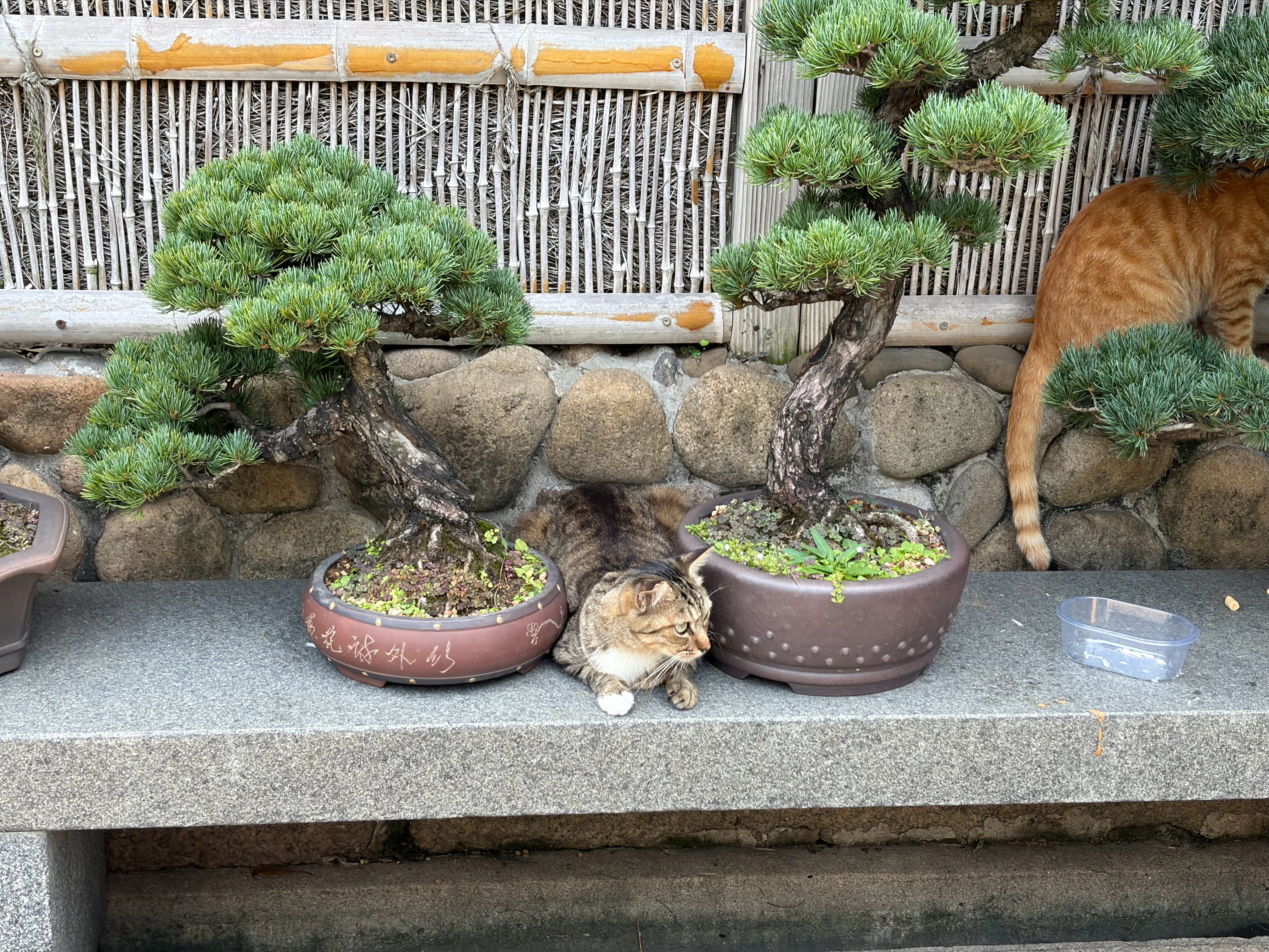 最近完全想不起来更新微博