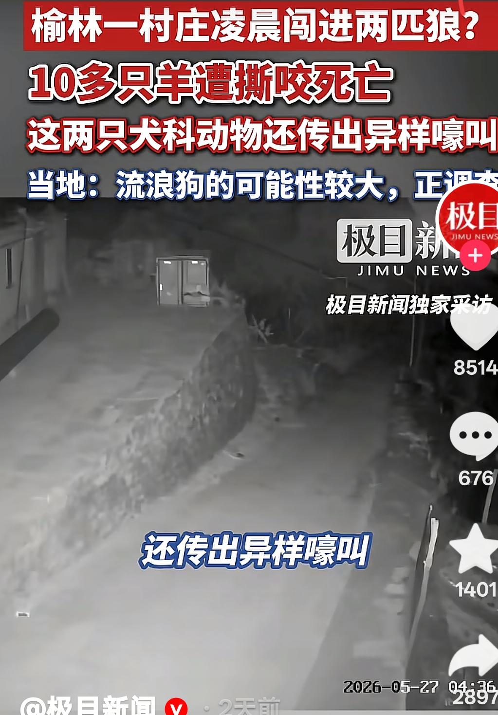 5月29日，陕西榆林的吴园村，两户村民家的10多只羊好好关在羊圈里，没想到深夜时
