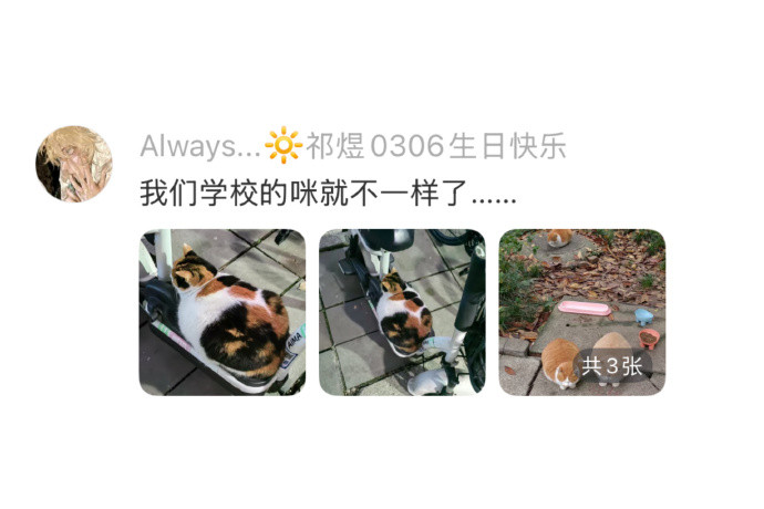 猫咪就这么相信人类开学季