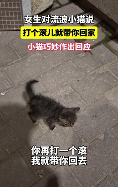 “万物皆有灵！”重庆，一女子路过看到流浪小猫，投喂了些吃食，本想就此离开，可小猫