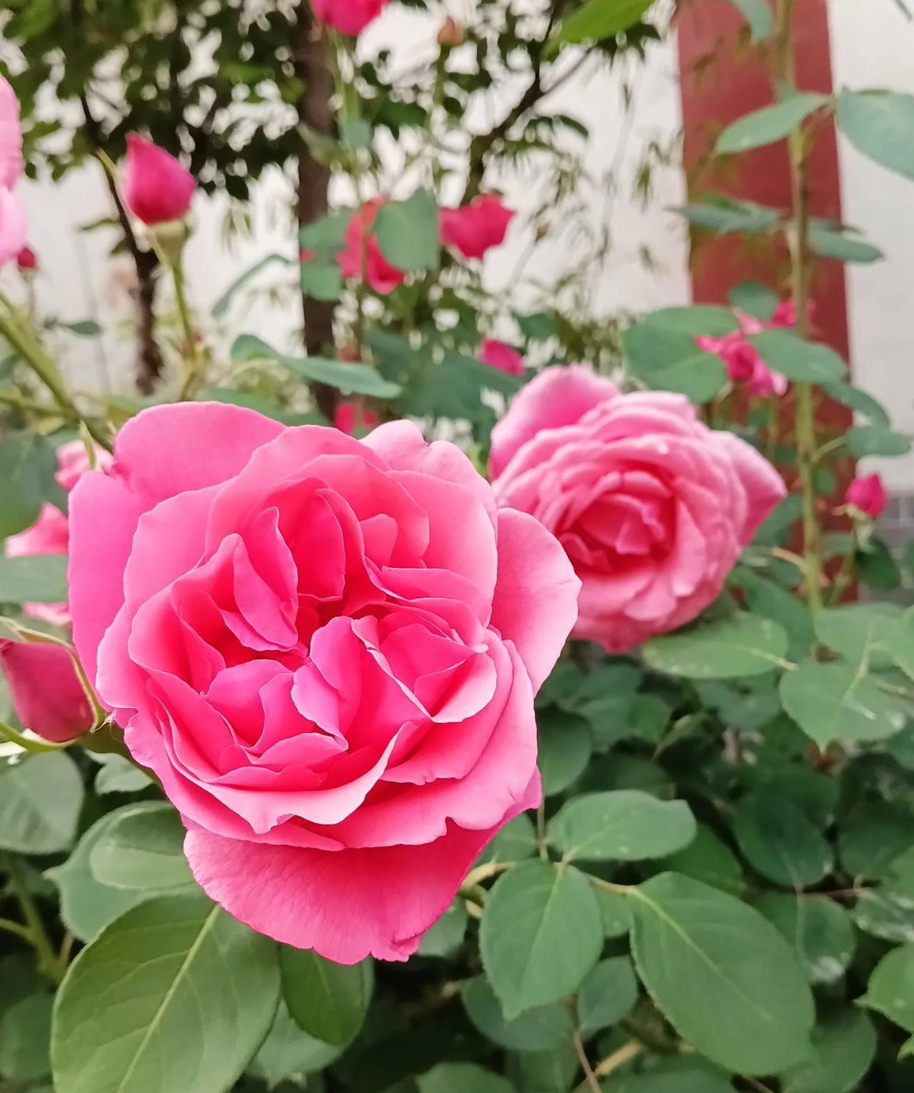 一缕晨光透小窗篱前月季吐芬芳香风抚面诗情涌……[作揖][玫瑰]上联:窗前