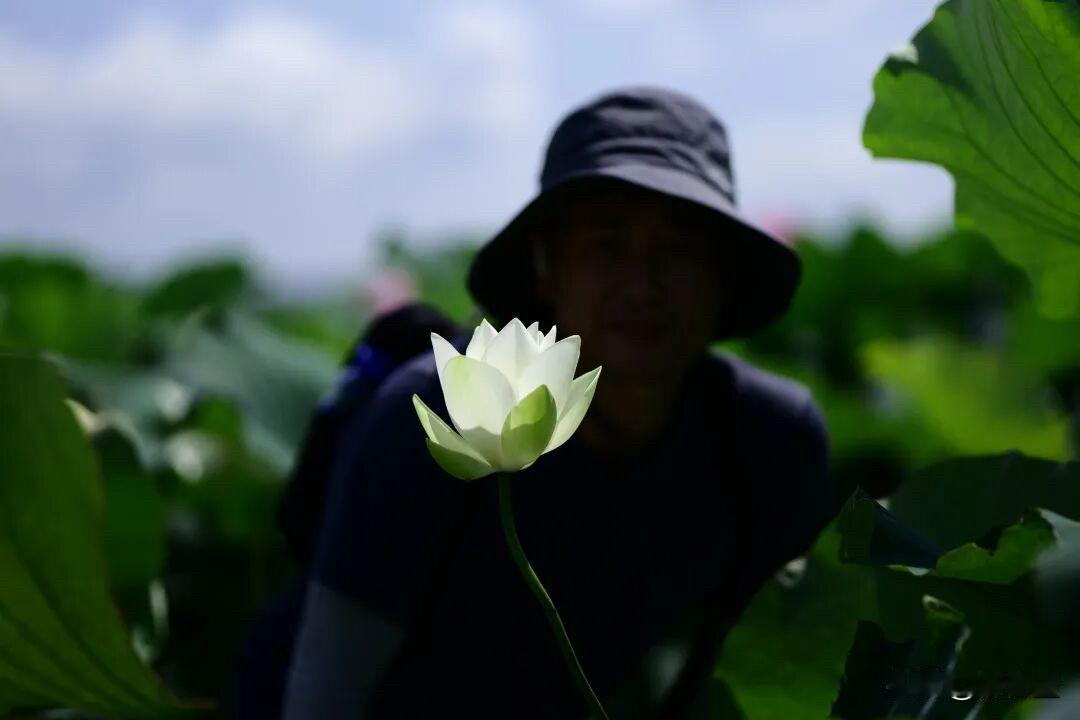 荷花照片拍出黑背景，这个方法很新颖——这张照片的摄影背景，一目了然吧？确实有