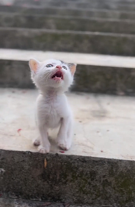 这么小的猫咪，在到处找妈妈。跌跌撞撞的路都走不稳。好几个心软的神，都想带它回家[