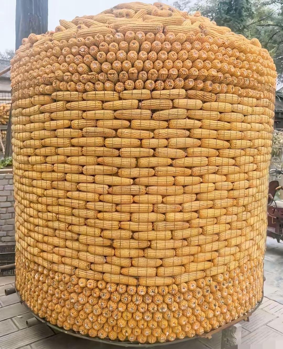 一大堆玉米堆成了一个大圆球。金黄玉米🌽真壮观，高手在民间，我敢打赌，这种奇观只
