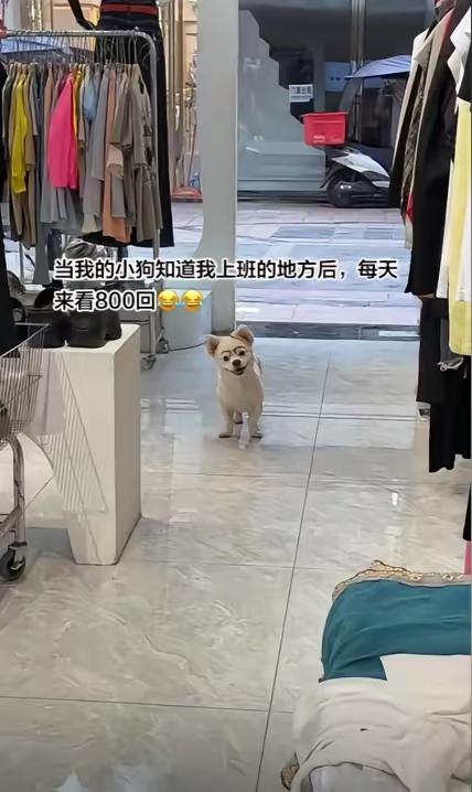 狗走了两公里，就为了看一眼上班的主人！刷到一条视频，差点没把我眼泪看下来。