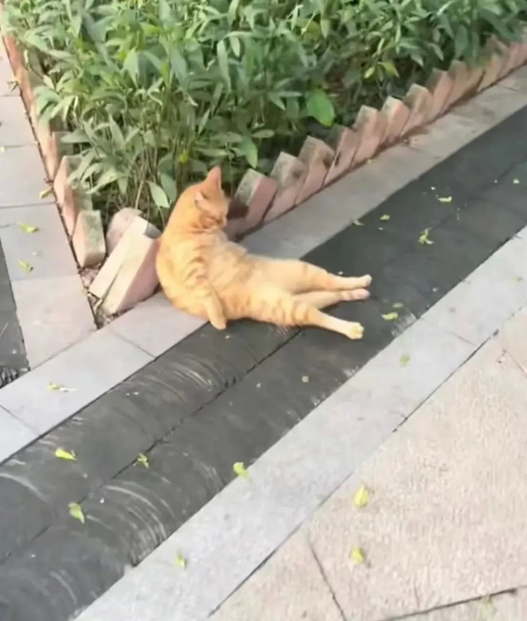 路上遇到这种猫咪千万别扶，小心它讹上你，跟你回家！