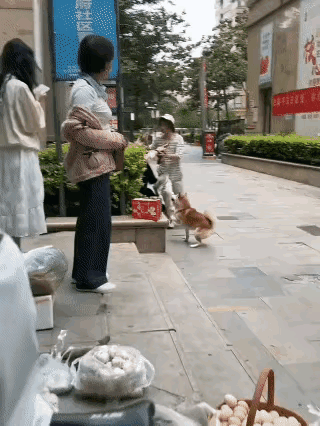 看了两遍，刚一看，以为人在打狗，结果仔细一看，狗和人一起打。