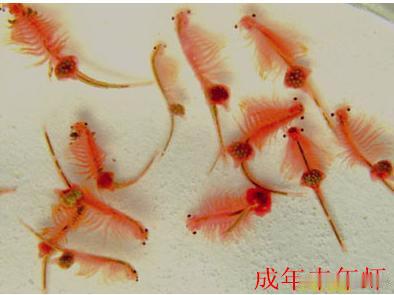 新疆沙漠首次发现盐水丰年虾🌵沙漠惊现“盐水精灵”！新疆生态新发现改写认知！最近