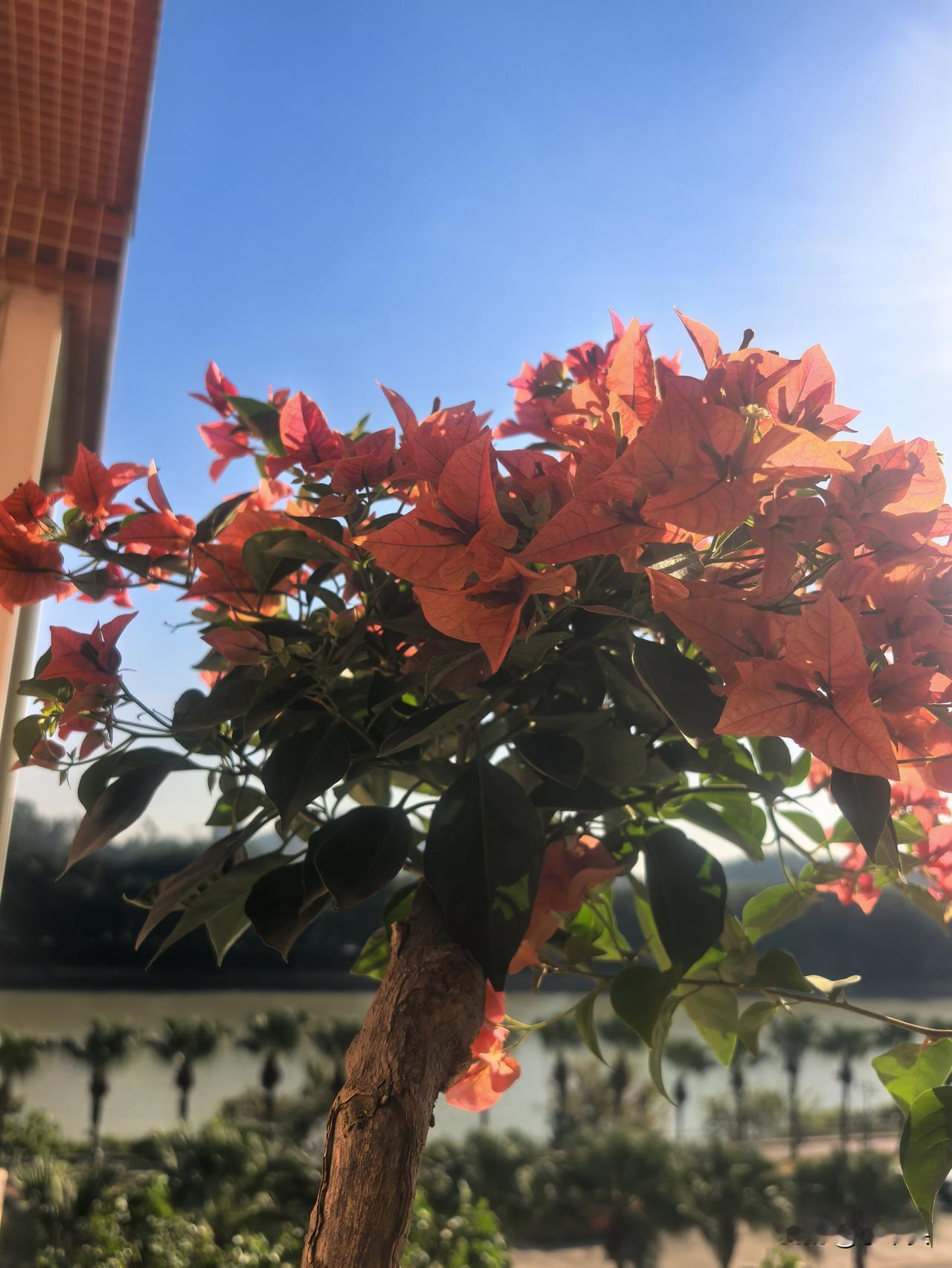 养三角梅，曾经痴迷于那些精美的造型，看着自家阳台上乱糟糟的，满心焦虑。今日顿悟，