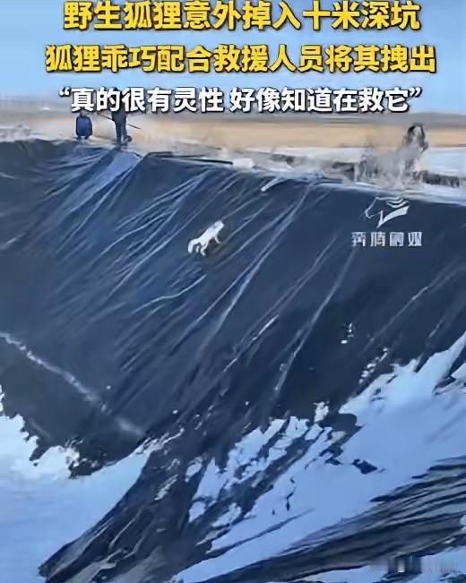 内蒙古深坑救援：狐狸两次叼布逃生，“通人性”背后是千万年进化的生存智慧科学