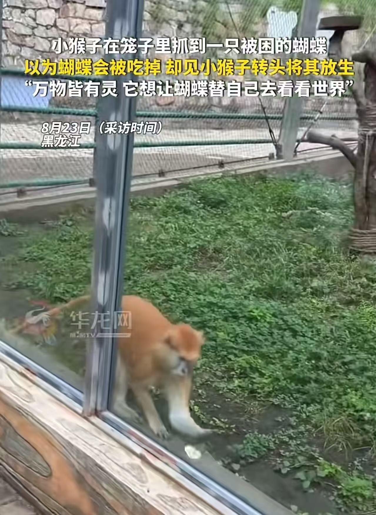 太神奇了！动物园里，一只蝴蝶误入猴子的笼子里，怎么也飞不出去。猴子看到了，伸手将
