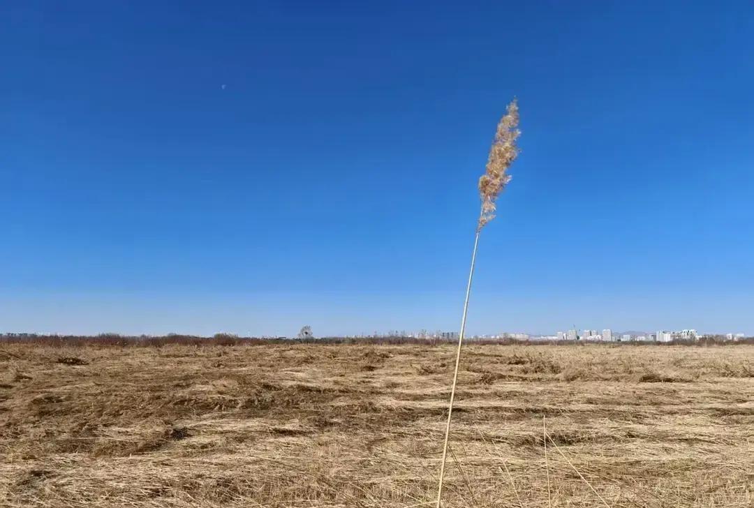 91岁婆婆走了保姆却瞒着90岁的公公每天照旧扶他去灵堂看照片。视频里老头拄拐站