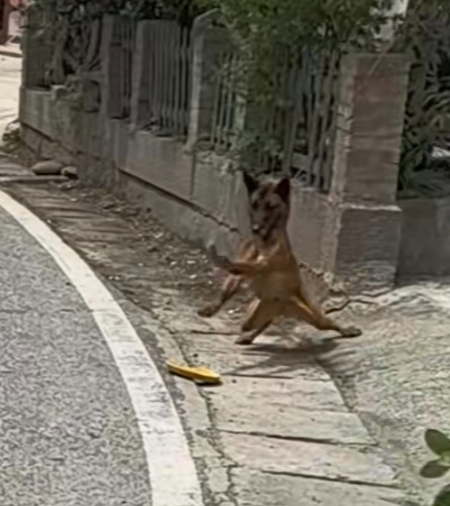 这狗姿势太奇怪跟假的一样