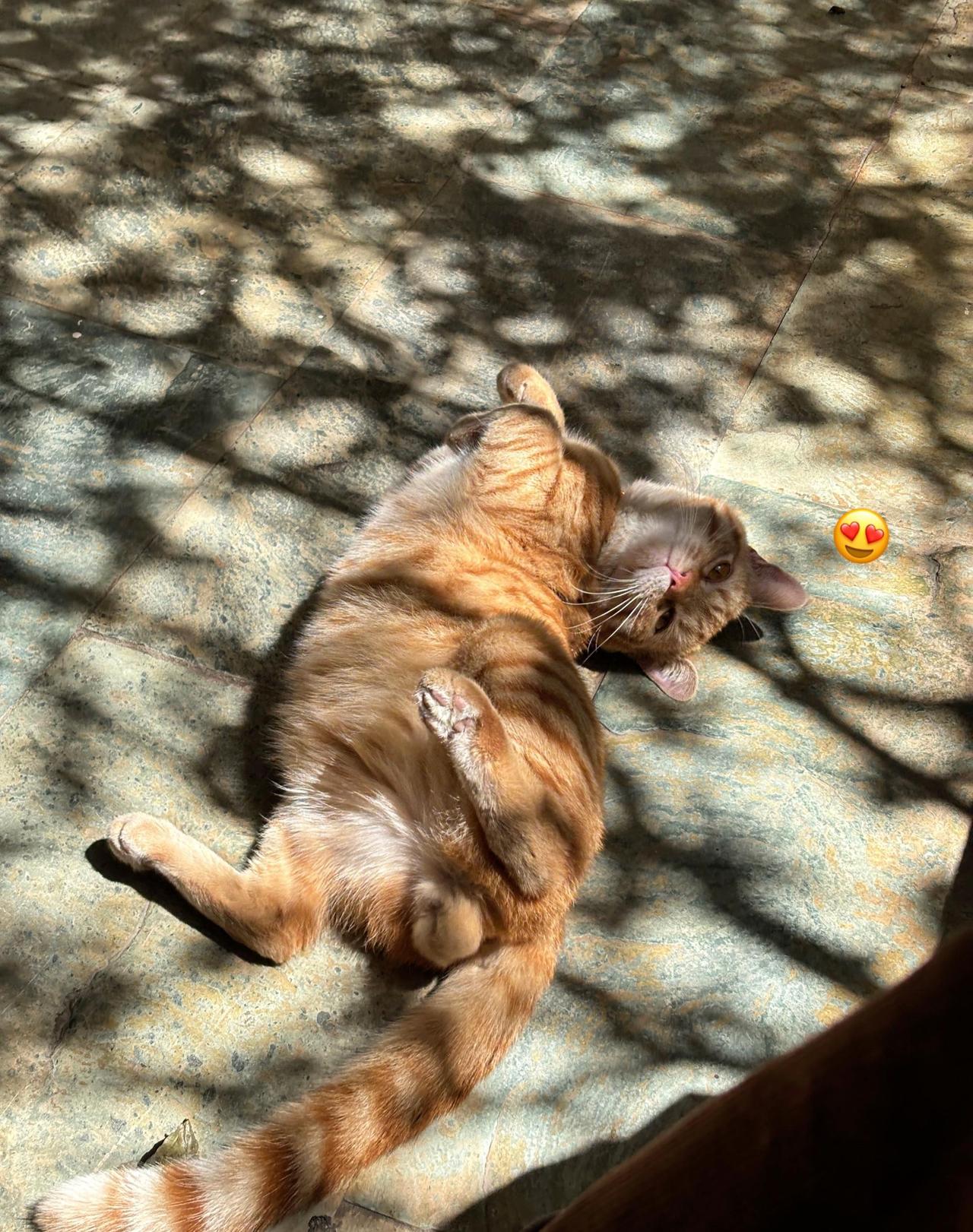 ☀️橘猫把肚皮交给阳光，树影在它身上跳圆舞曲～慵懒是生活的留白，此刻时光都慢成了