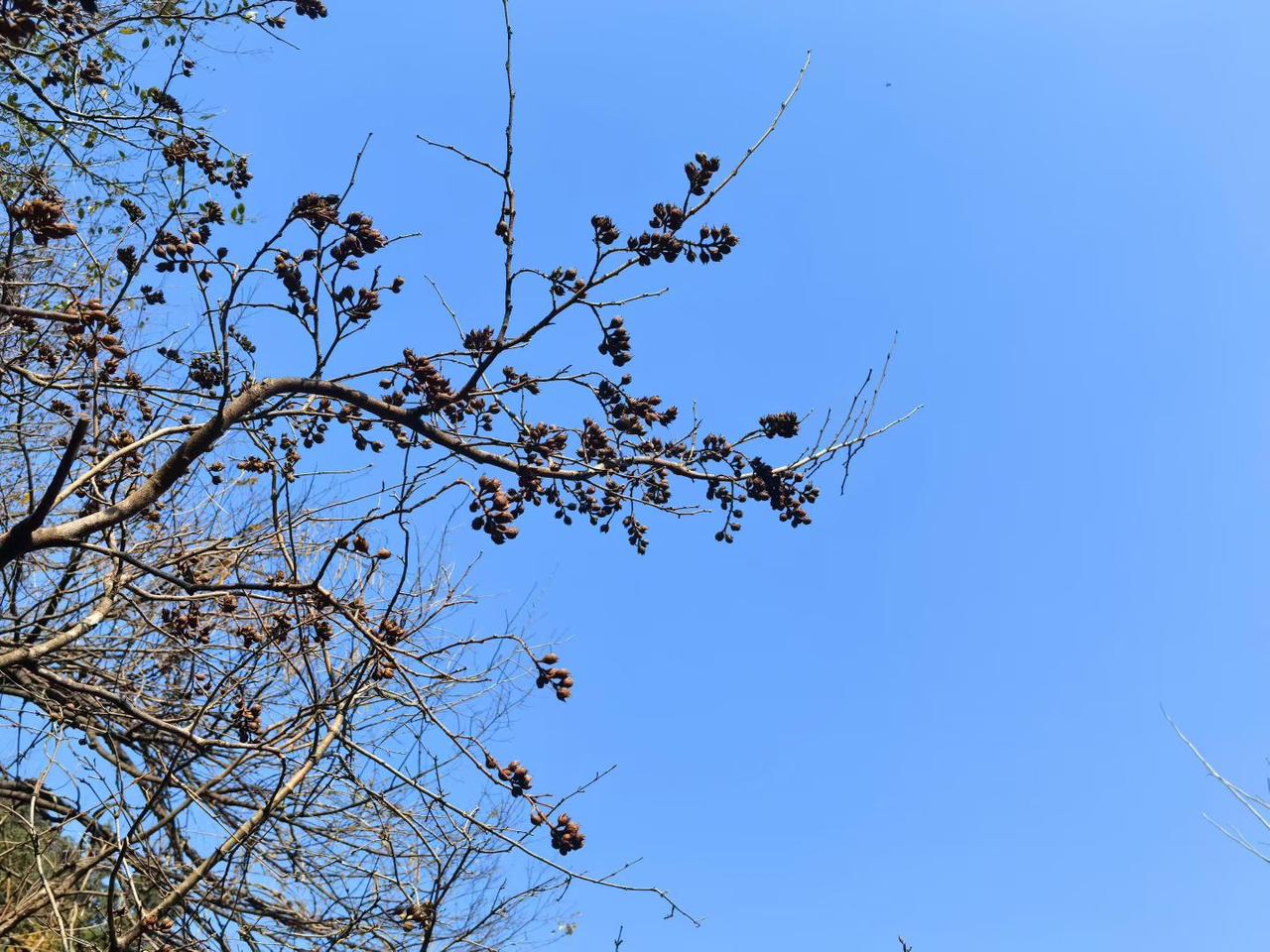 秋意渐浓，树枝上挂满了成熟的果实，蓝天映衬下格外美丽。