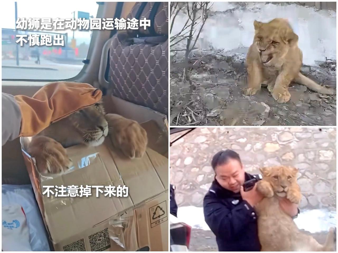 "胆大包天。"山西，高速民警在护坡发现一只幼狮，正想着谁家动物园跑丢了，溯源后所