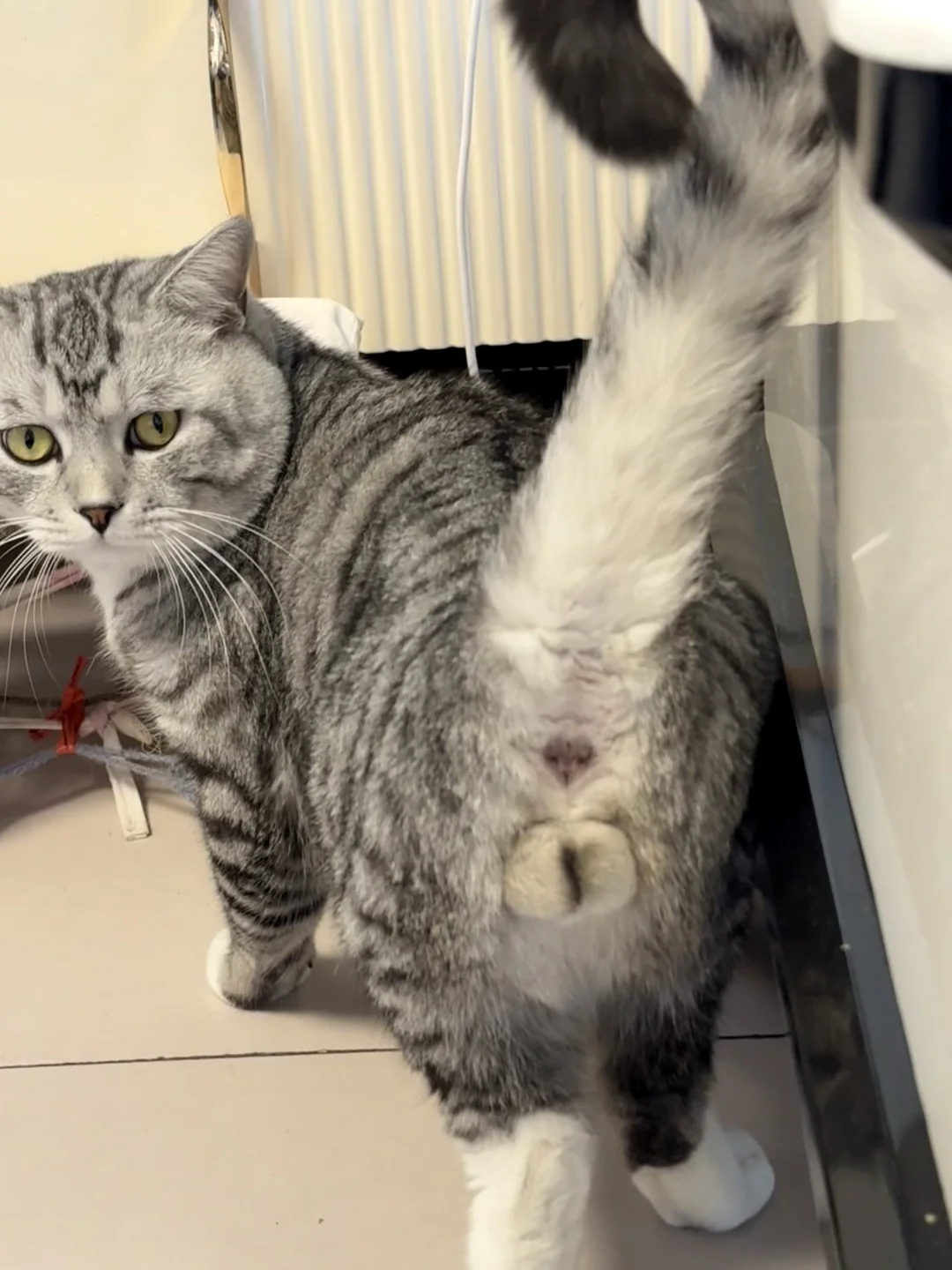 小猫咪的🌼是爱心形状的！