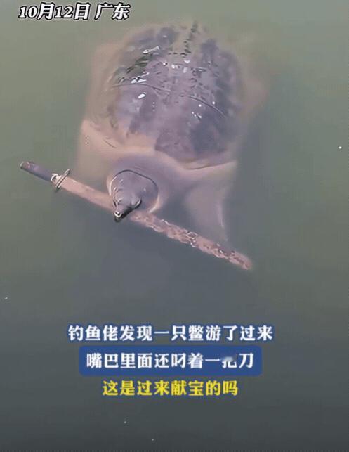 广东一男子在外钓鱼时，竟然有一只甲鱼主动送上门，他还以为自己运气好，准备拿抄网时