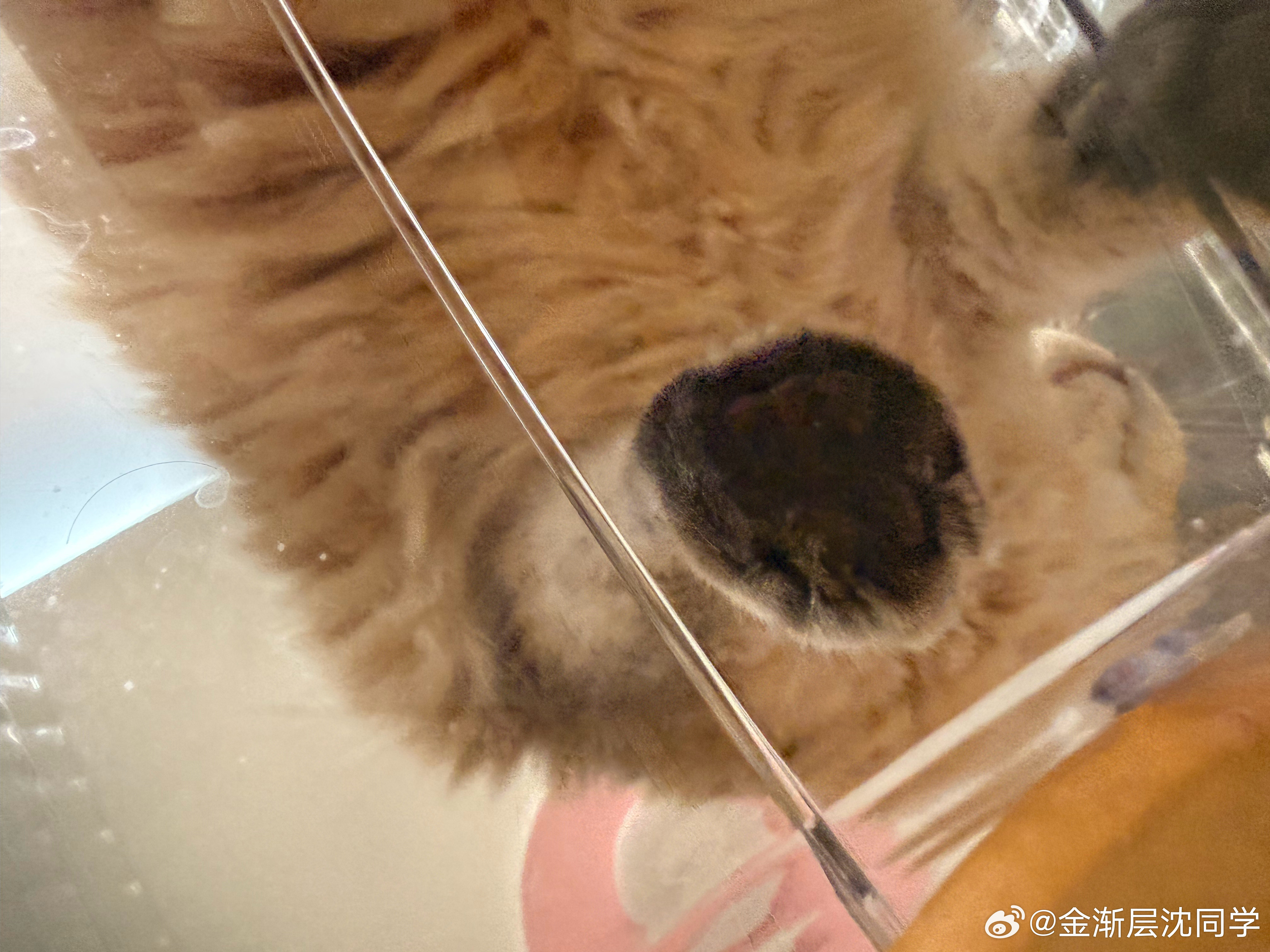 心坏手黑的猫！萌宠猫咪