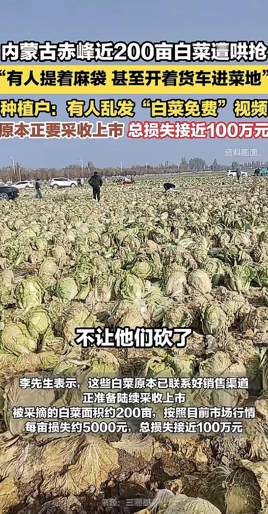 有的人真是缺德冒烟了！内蒙古赤峰一种植户近200亩白菜眼看就要上市，却突然遭到哄
