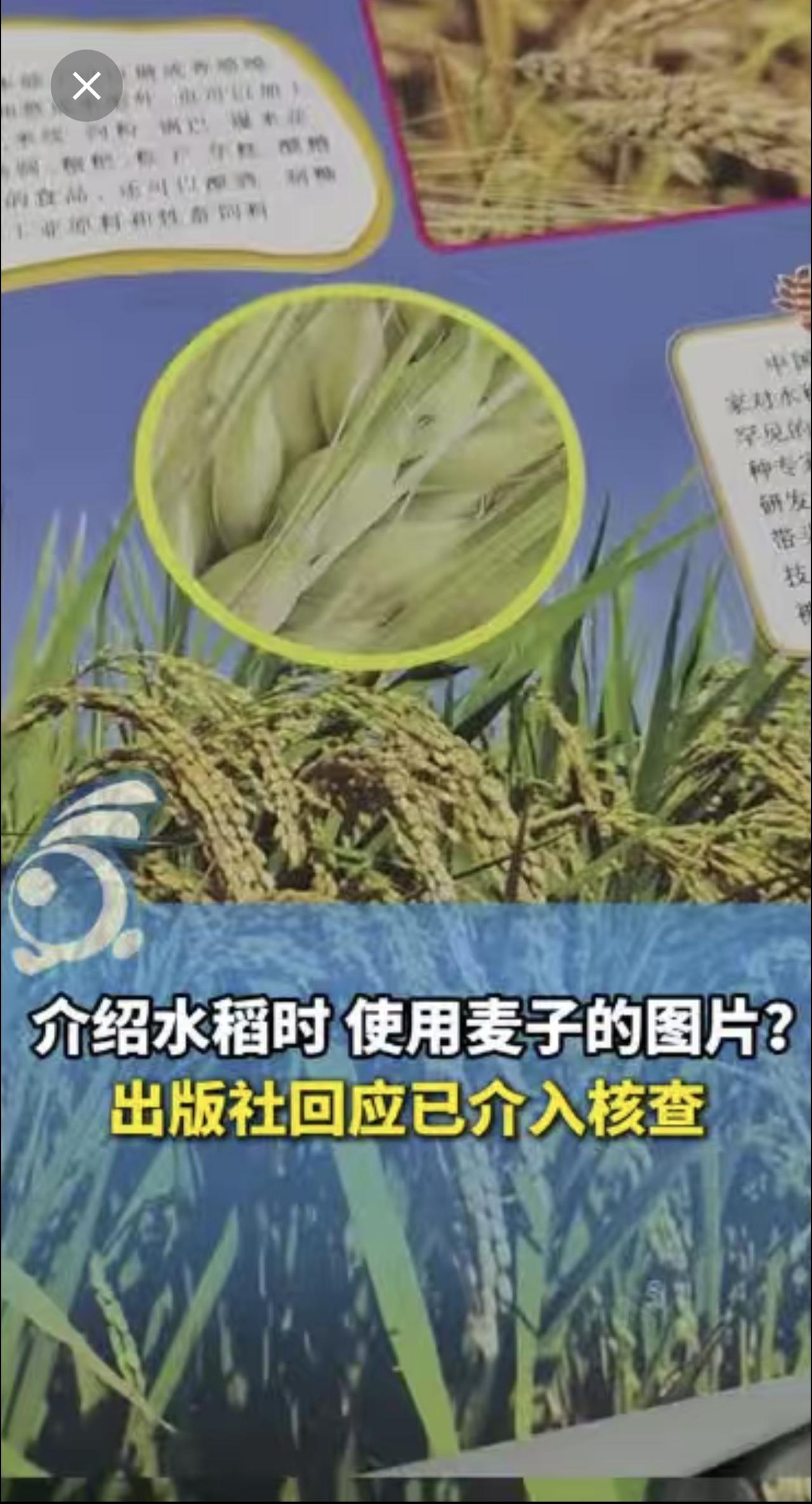 家长吐槽一儿童百科书：介绍水稻时竟使用麦子的图片，咋过审的？出版社回应已介入核查
