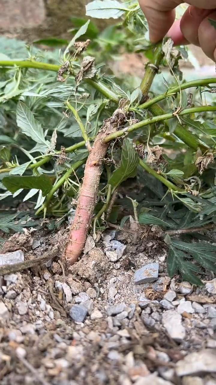 这个就是很多人都喜欢的刺线菜根。刺线菜又称乐线菜，被称为野菜之王。刺线菜是现科现