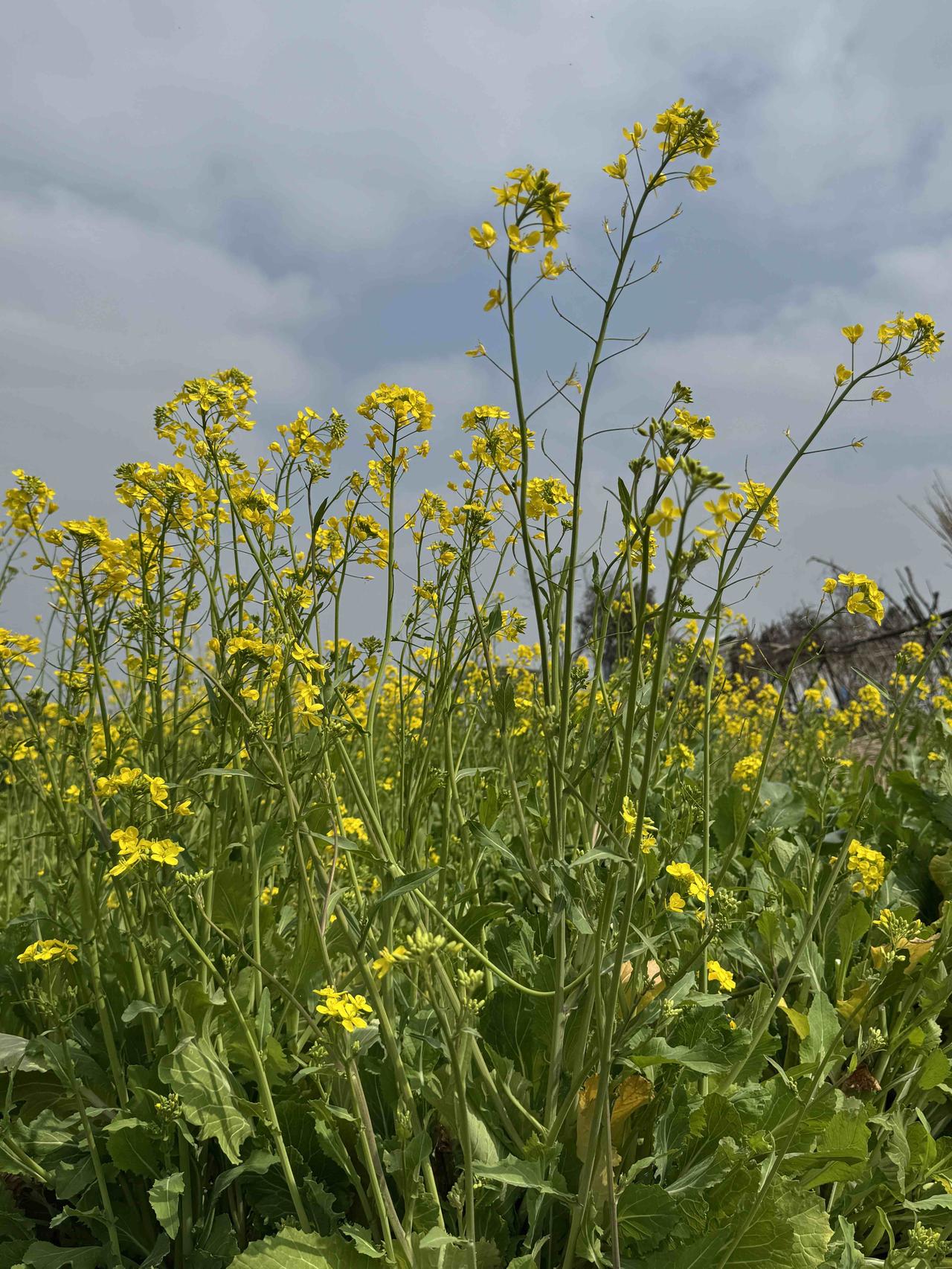 分享一下你随手拍下的照片一年一度，油菜花又开了，满目金黄，春风十里。