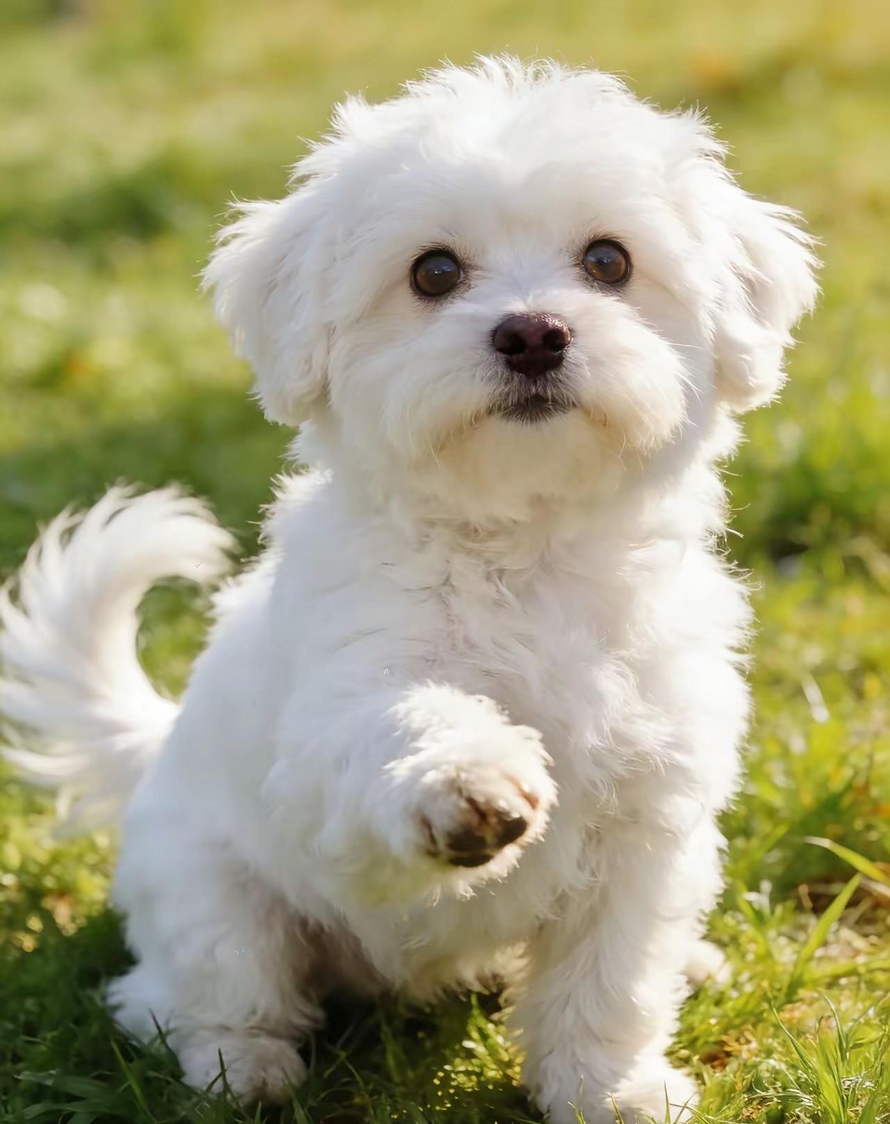 朋友做了个梦，死去半年的白狗对她说：“我又转世成了一条狗，你明天去狗市，就能见到