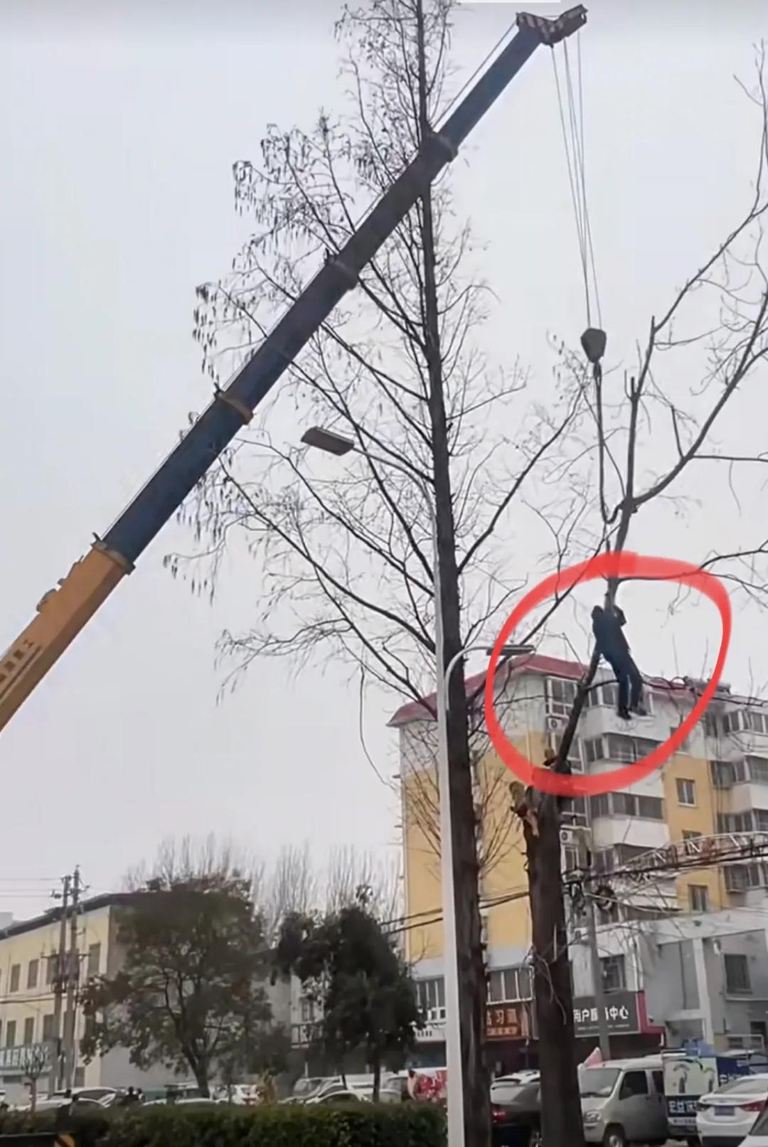 要不说是“艺高人胆大”呢，南阳汽车南站附近——这是真敢整啊！放树连个带护栏的那种