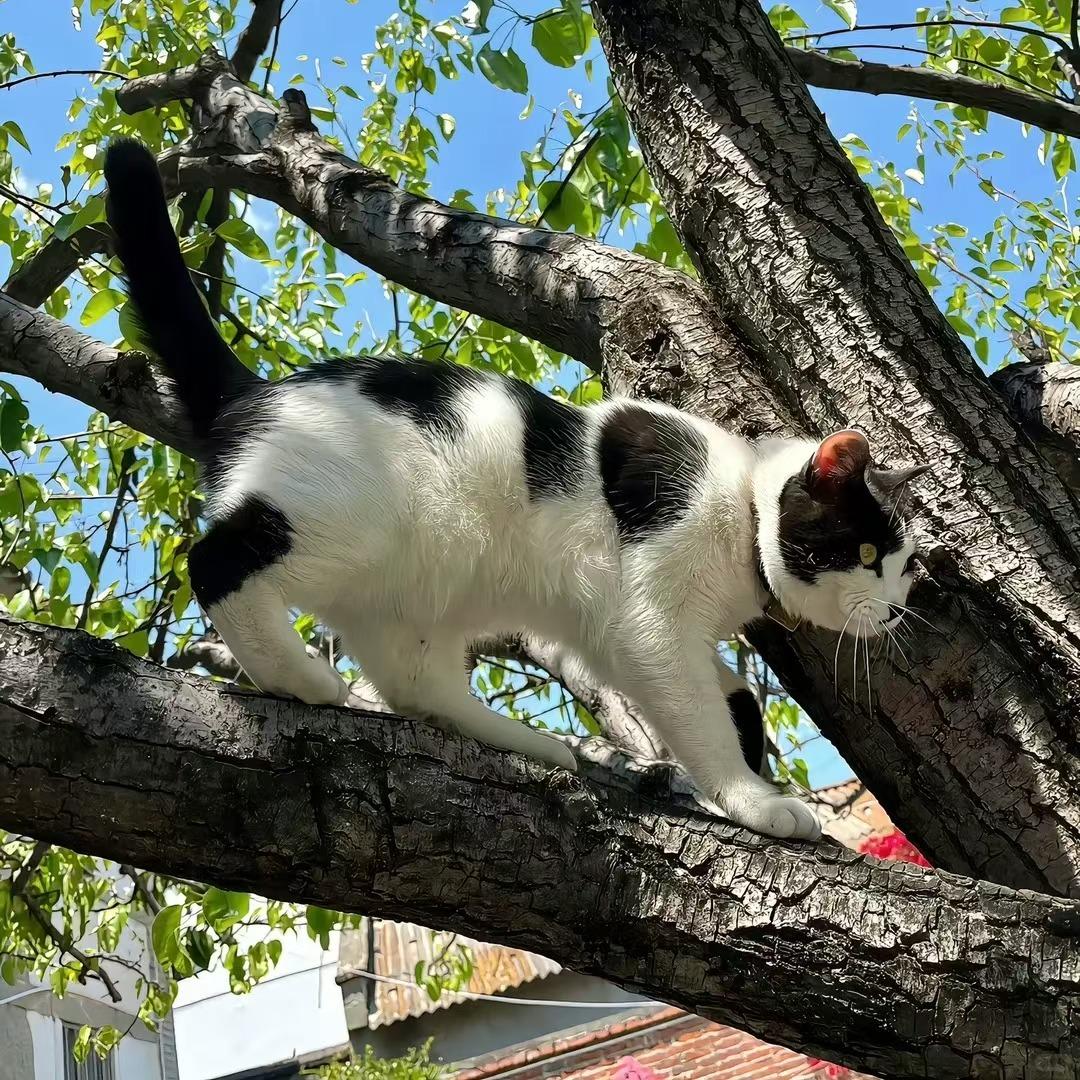 “阳光下的黑白色调，猫咪的优雅姿态”🌞🐱🌳