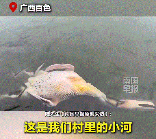 万万没有想到，广西百色，一男子在河边清理刚杀的鸭子，但杀鸭容易拔毛难，男子愣是弄