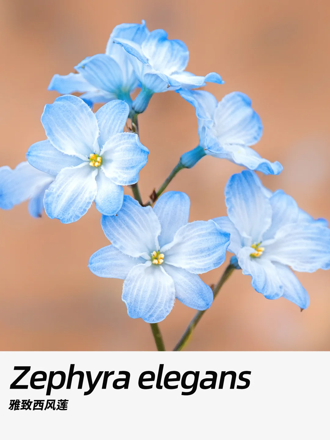 带你每天认识一种花材413｜新娘花