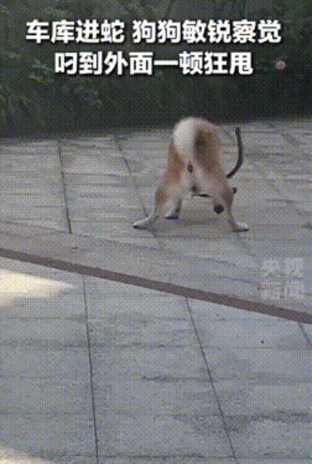 “这只狗火上央视了！”浙江，一女子家中车库停车时，惊慌的发现有蛇，结果家中狗狗第