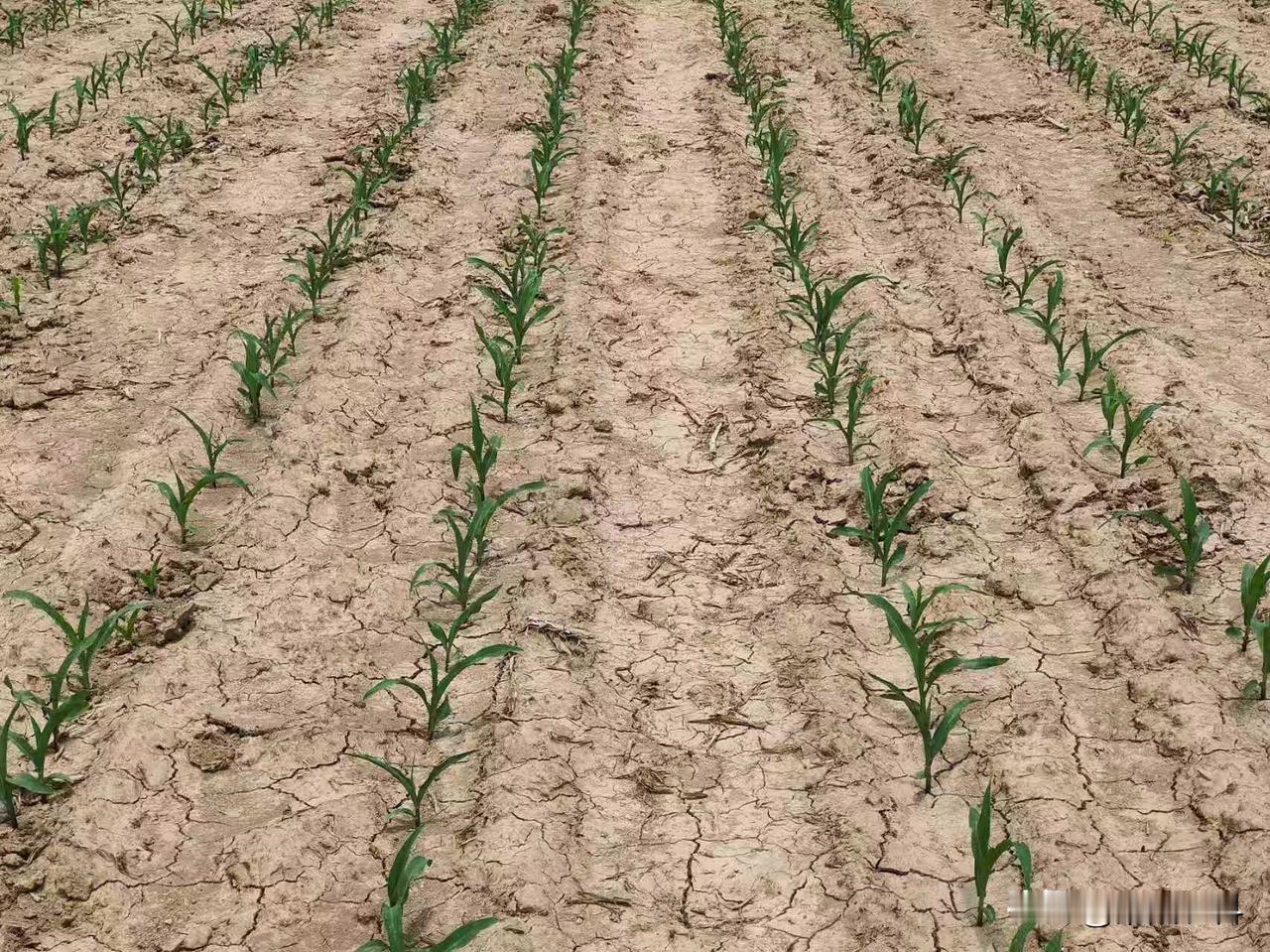 一是底墒充足，今年麦收前，小麦主产区都出现了降雨，而且不止一次，加上小麦植株遮挡