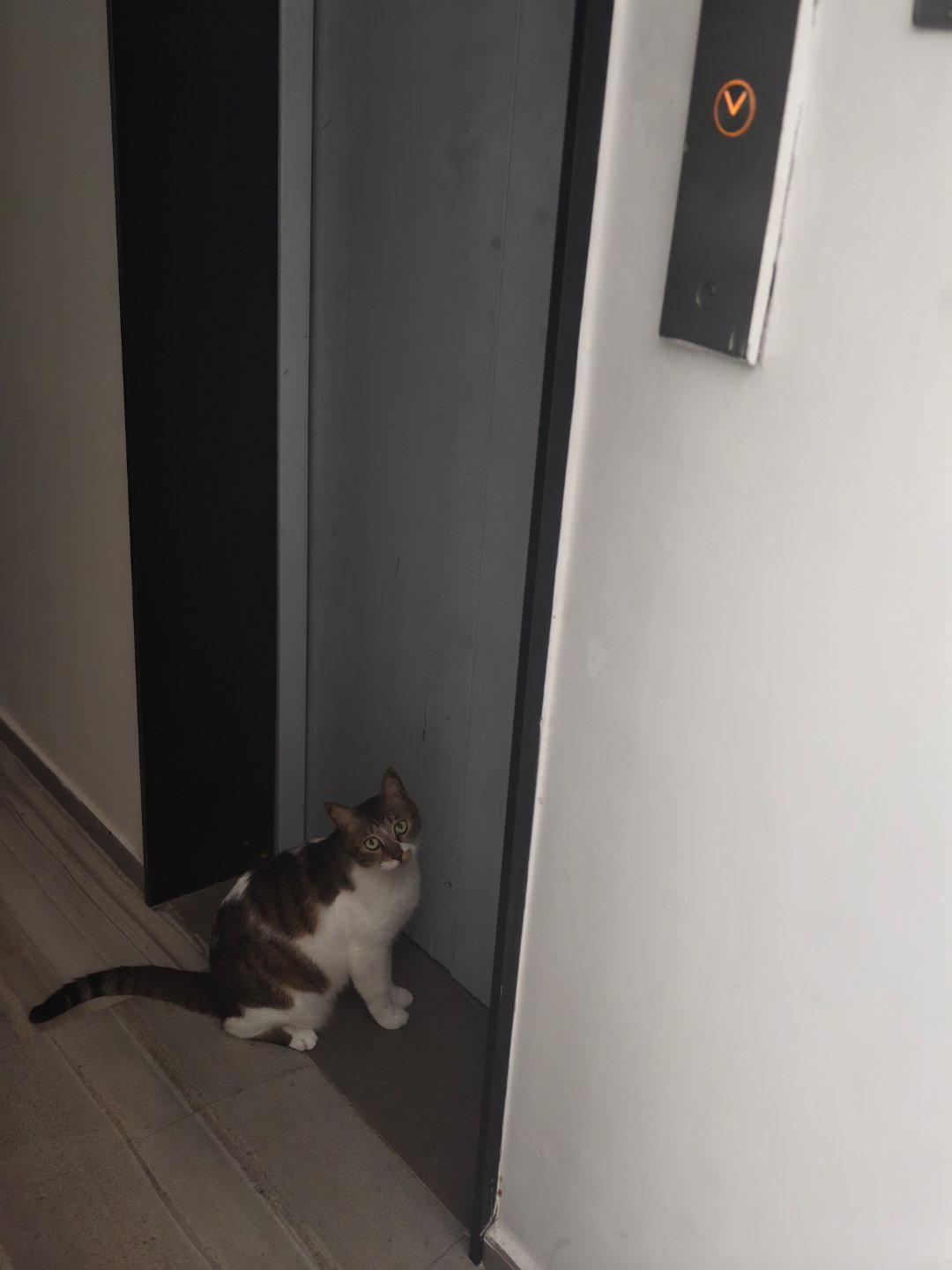 哪有猫天天我一准备出门，就蹲电梯口等着的？