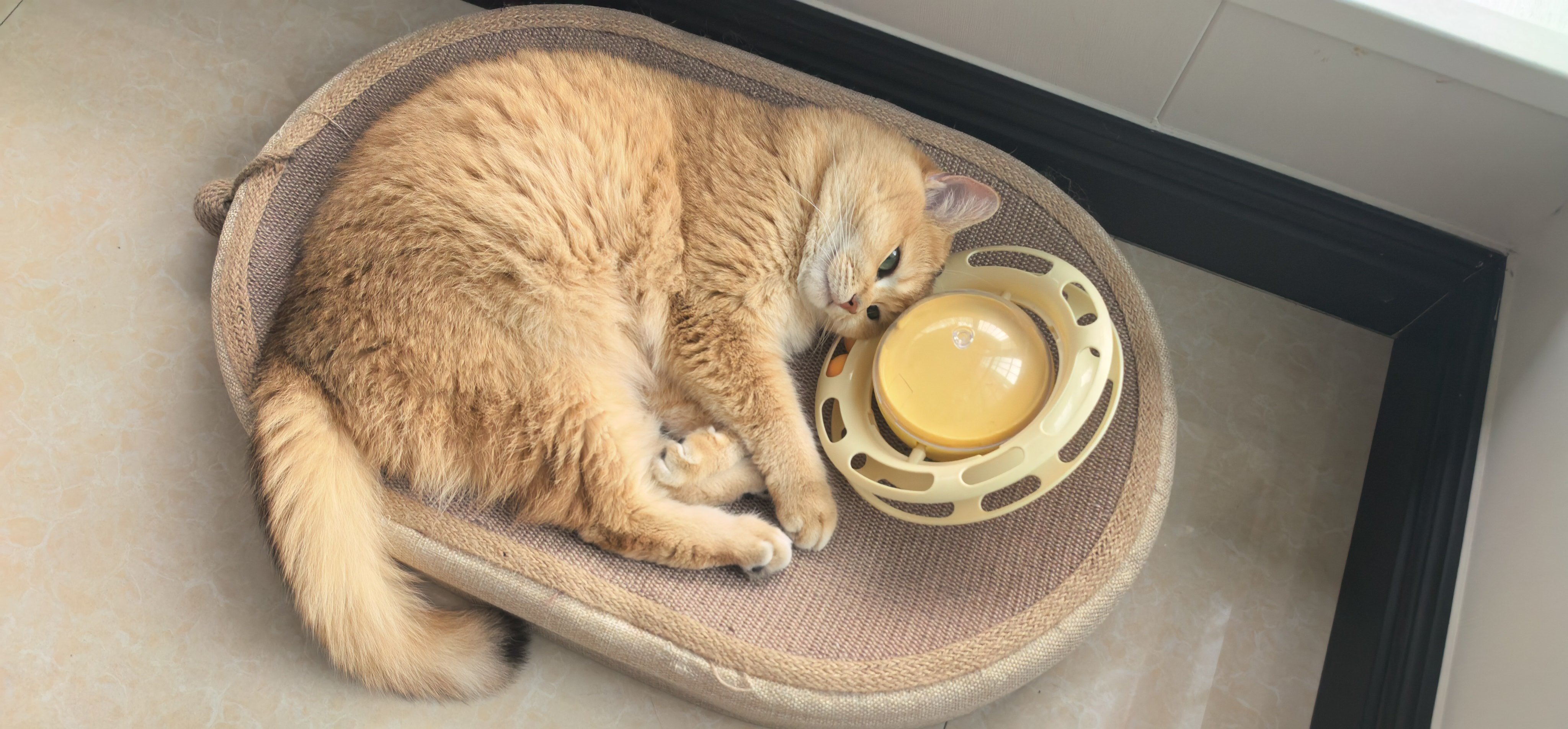 猫猫咪的日常猫咪日常猫咪日常记录天气太热了不要打扰我让我舒舒服服睡个安稳觉