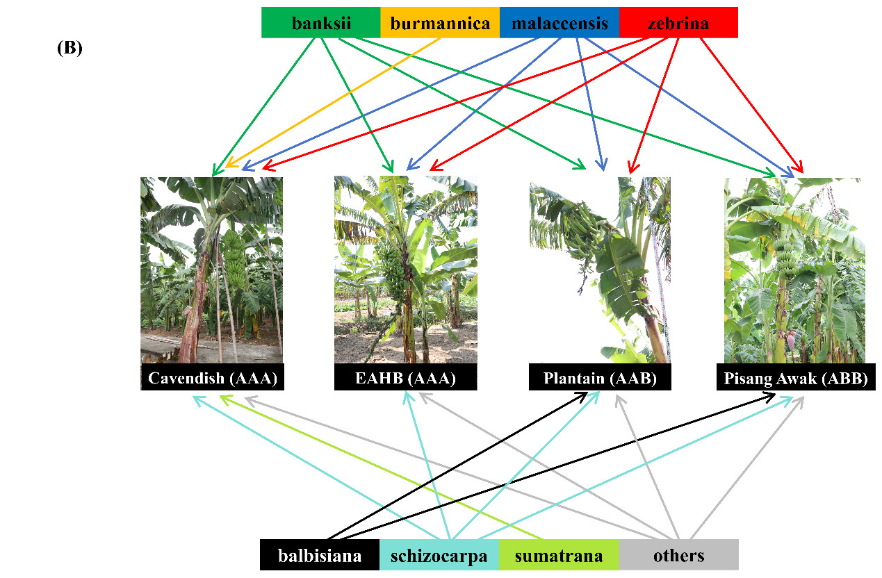 香蕉有可能会灭绝不可能。¹不要再瞎传什么“世界上所有的香蕉都是同一株无性繁殖的