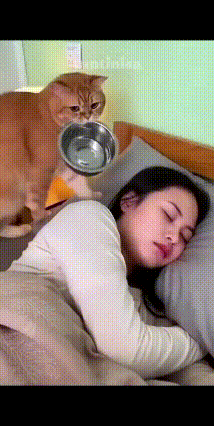 笑不活！橘猫喊主人起床投喂，一招直接把饭盆扣主人头上谁懂啊！家里的橘座饿了