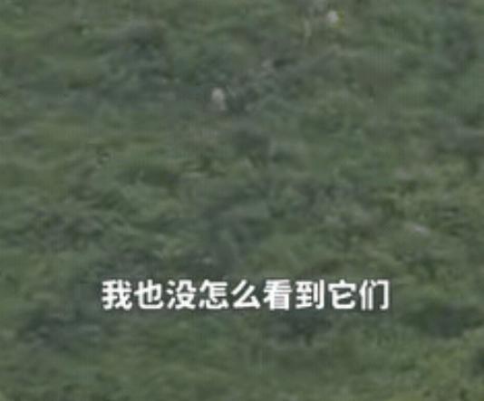 万万没想到！2025年8月江西，男子家里丢了20头牛，一直没找到，两个月后他在山