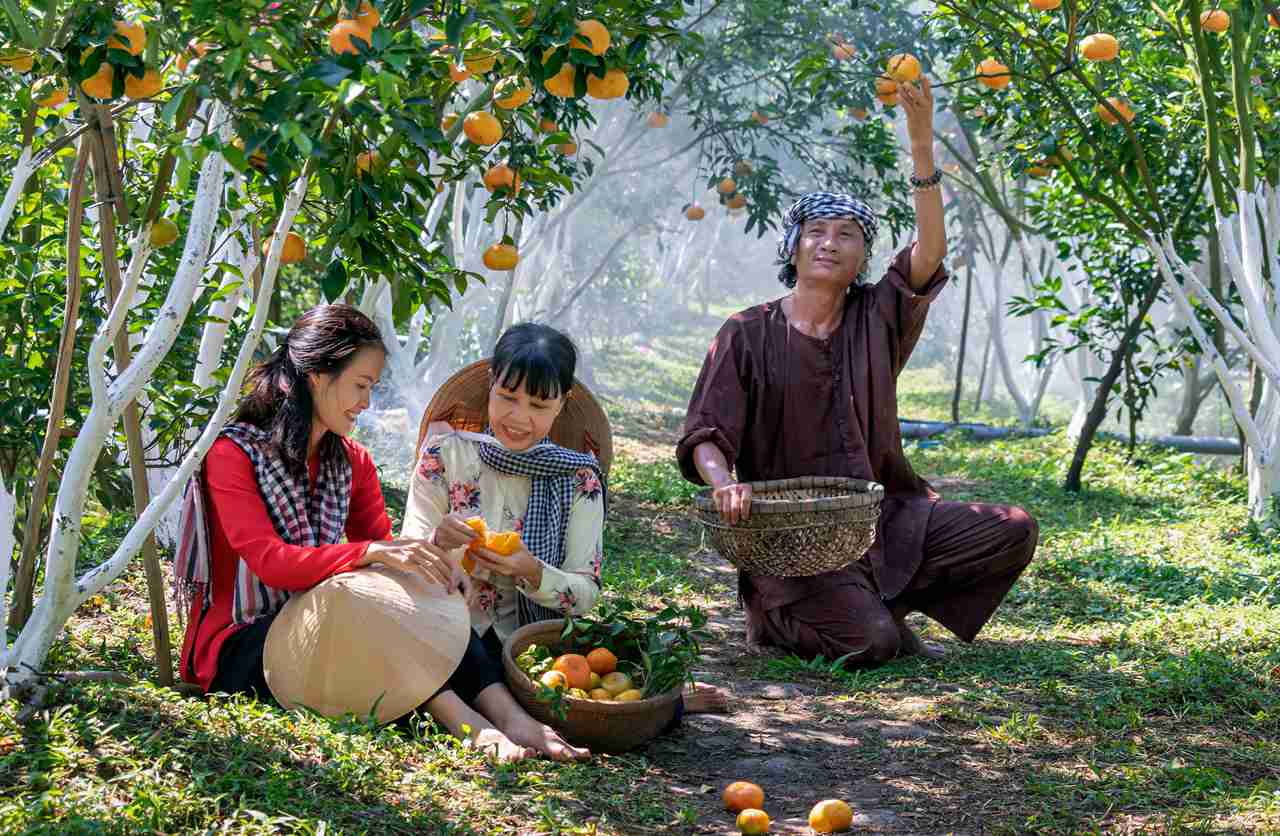 生姜与芫荽套种技术, 提高土壤利用率, 姜香菜香满园