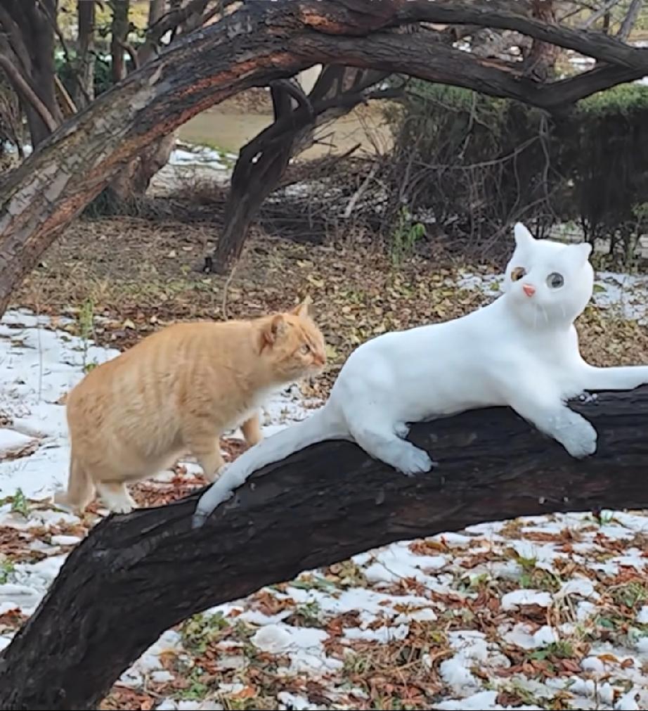 男女相处，最舒服的两性关系是啥样的？最舒服的关系，是你侬我侬的耳鬓厮磨？