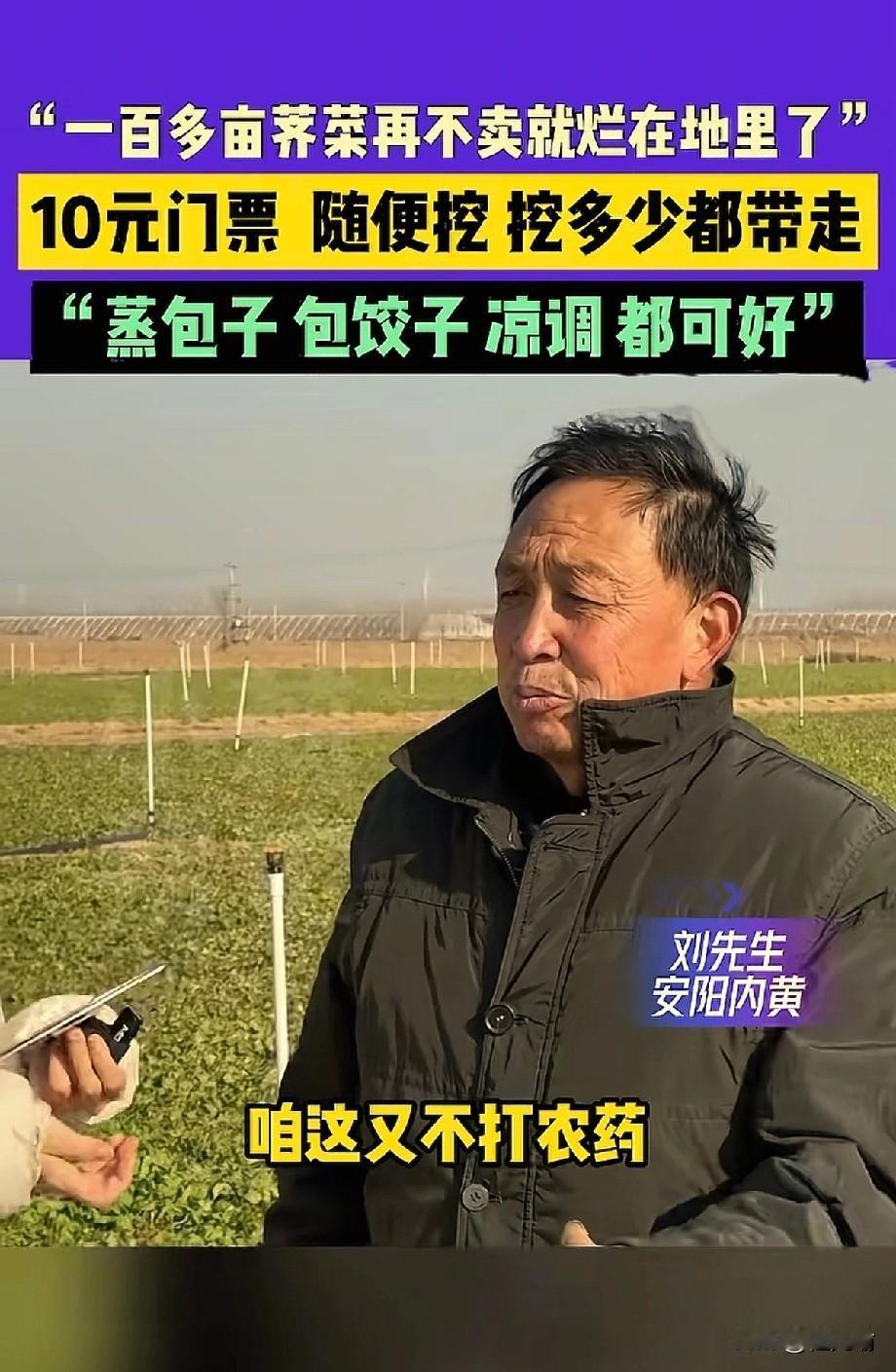 “太有头脑了！”河南，一大哥种了100多亩荠菜，由于长势不好买不掉，眼看要烂地里