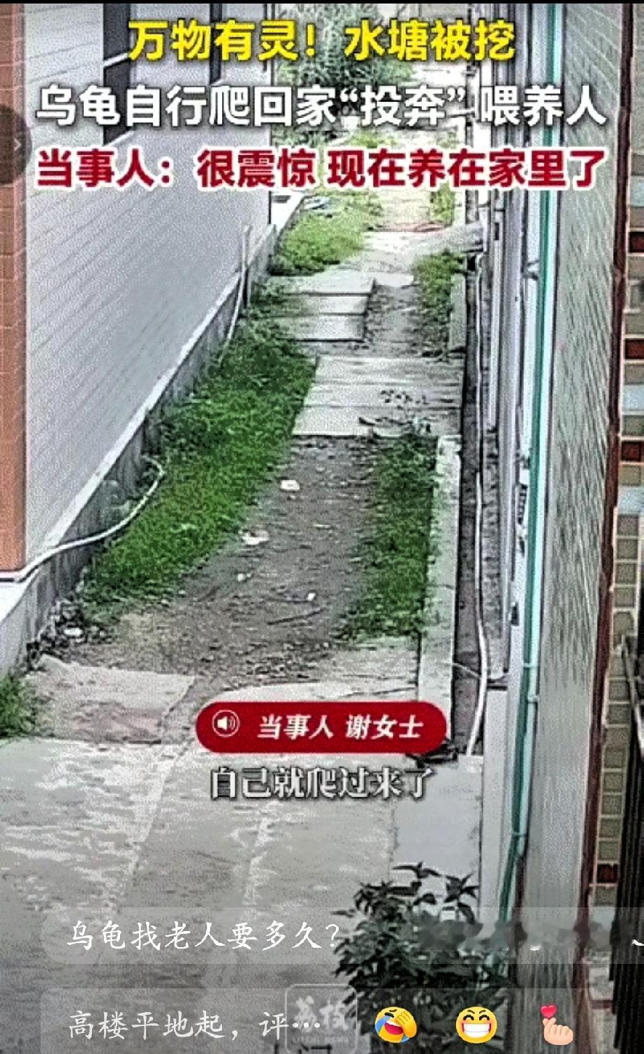 科学都解释不清了。近日，广东汕头一只野生乌龟从废弃废墟中爬出，它从未踏足过人类