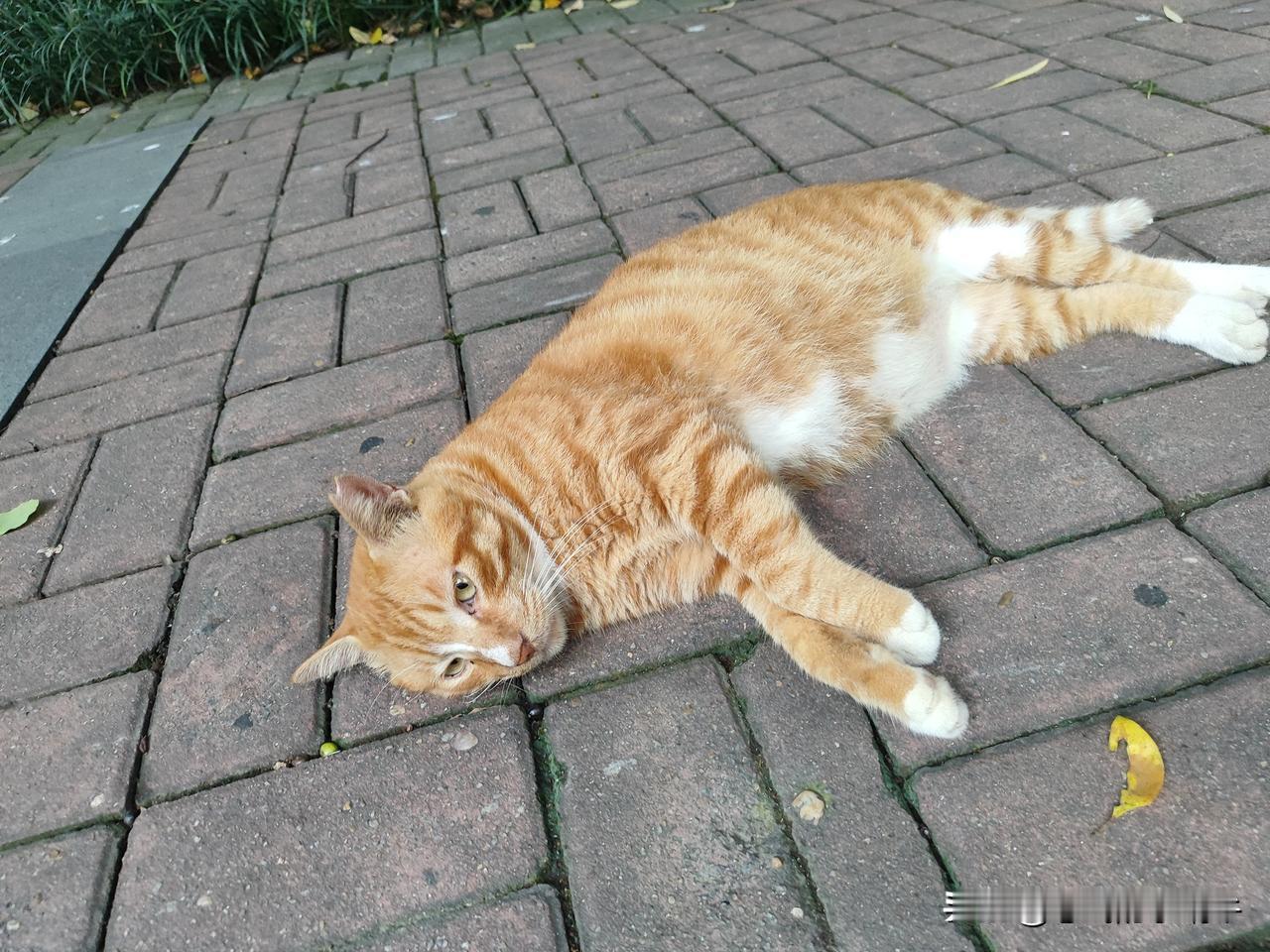 小区里的流浪猫越来越多了，最喜欢的就是这只，奶白底色掺着几缕浅橘纹路的喵喵，它很