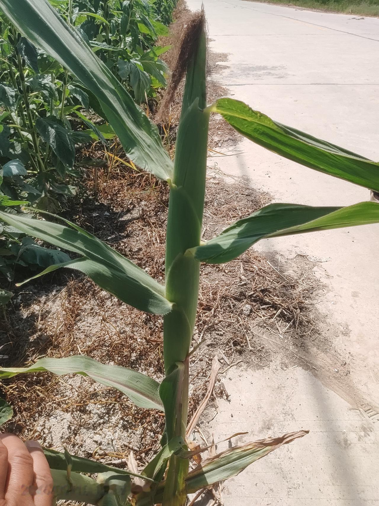玉米是长在顶上还是腰上?我在邻居家门口拍的一颗玉米，在植株顶上长了个玉米，大家