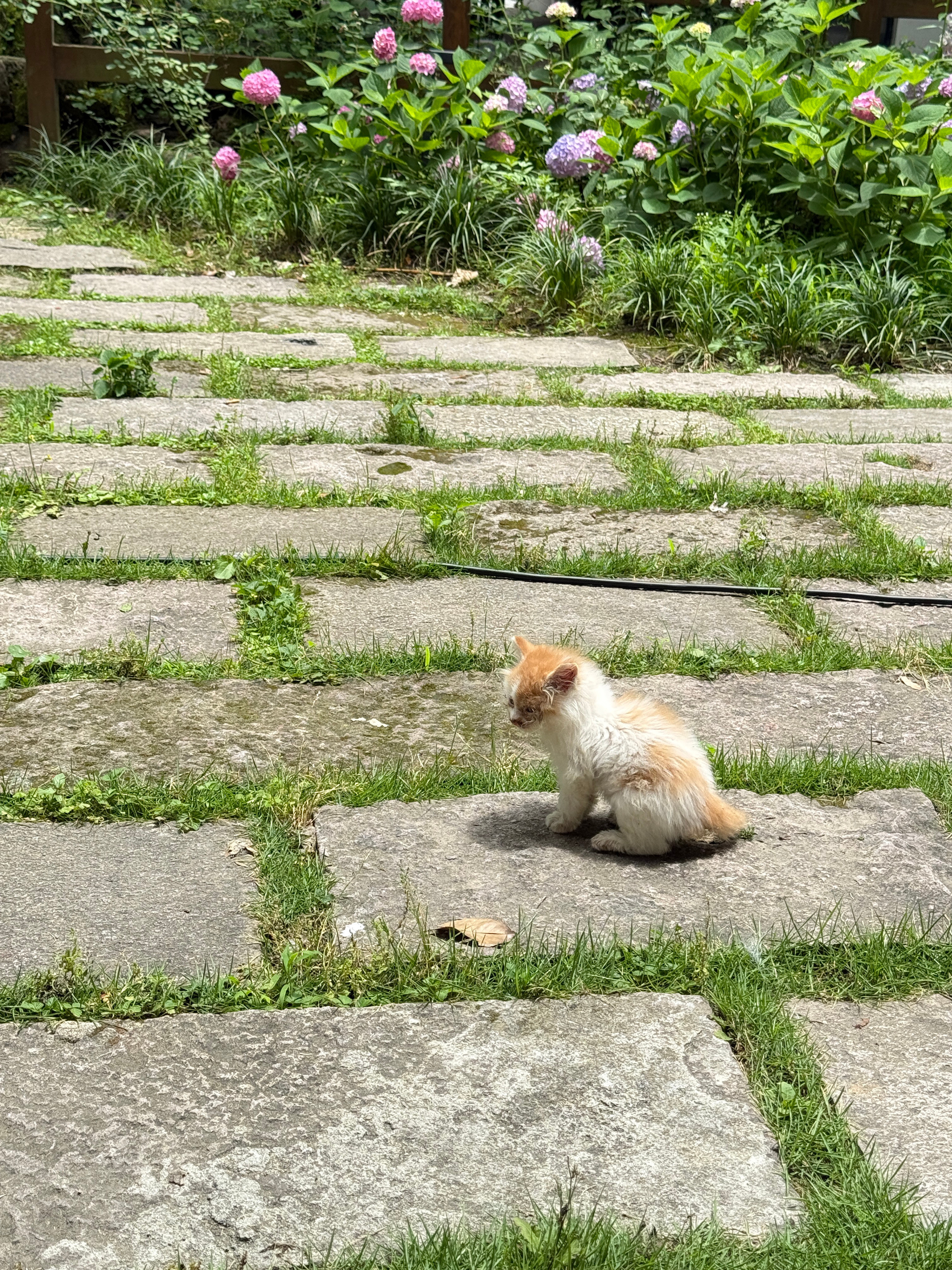 去跟晴晴的场遇到两只超级瘦的小流浪猫，第一次遇到这么这么小的小猫，这小橘感觉眼睛