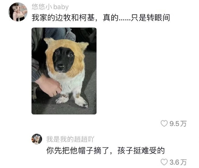 哈哈哈千防万防外来的狗子难防[笑着哭]​​​